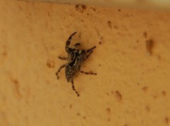 Salticidae