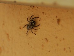 Salticidae
