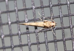Anatrachyntis rileyi