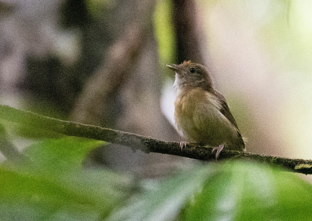 Verdillo Coronipardo, Tunchiornis ochraceiceps