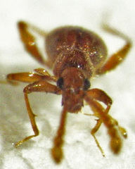 Gerallus punctipennis