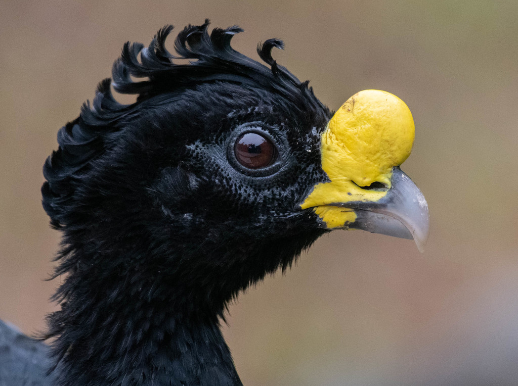 Great Curassow photo