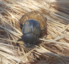 Scarabaeus sacer
