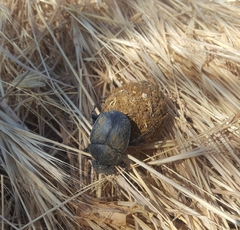 Scarabaeus sacer