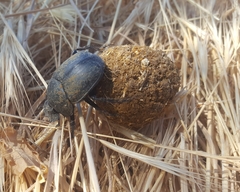 Scarabaeus sacer