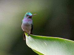 Charming Hummingbird photo 3