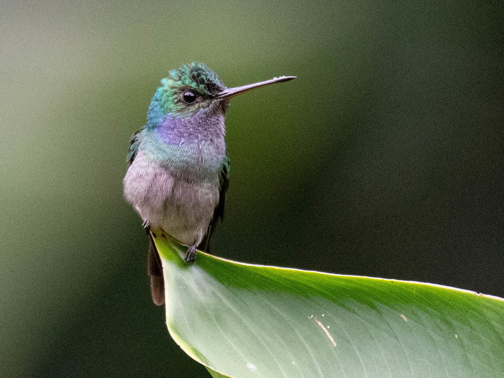 Charming Hummingbird