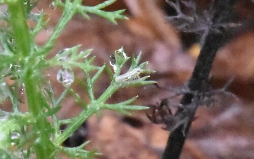 Eupteryx tenella, Groesbeek, Nederland, photo 2 of 10