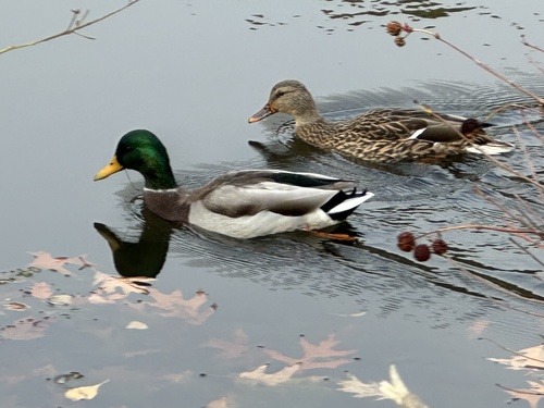 Mallard photographed in Massachusetts