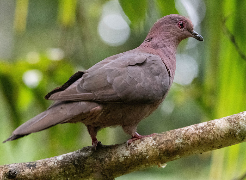 Short-Billed Pigeon