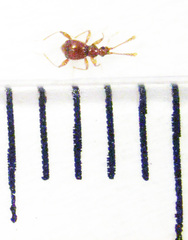 Gerallus punctipennis