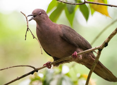 Short-Billed Pigeon photo 2