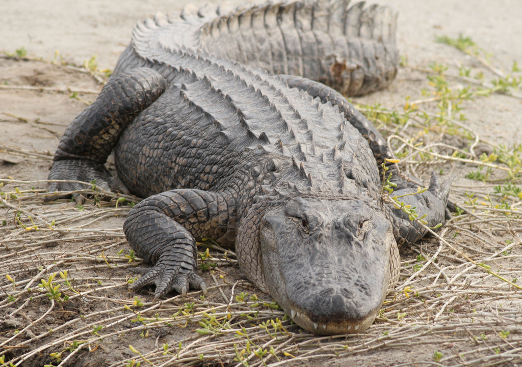 American Alligator