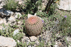 Echinocereus pectinatus pectinatus