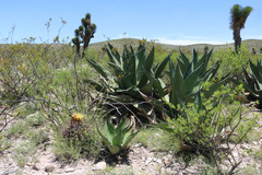 Agave salmiana crassispina