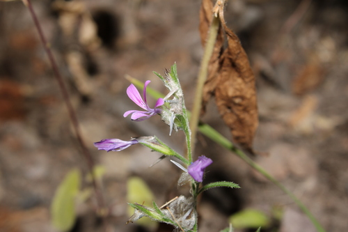 Image of Loeselia glandulosa by (c) Rodolfo Maximiliano Gutiérrez-Sánchez, some rights reserved (CC BY)