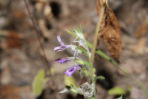 Image of Loeselia glandulosa by (c) Rodolfo Maximiliano Gutiérrez-Sánchez, some rights reserved (CC BY)