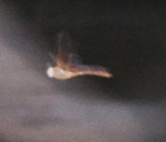 Neurocordulia xanthosoma