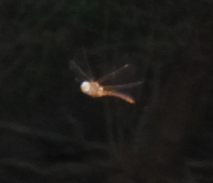 Neurocordulia xanthosoma