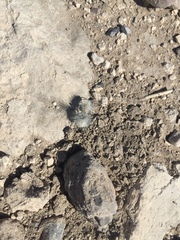 Dasymutilla pseudopappus