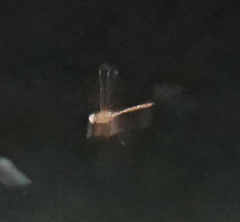 Neurocordulia xanthosoma