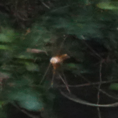 Neurocordulia xanthosoma