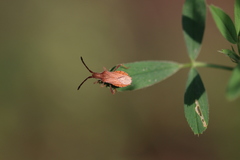 Coriomeris denticulatus