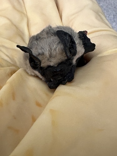 Canyon Bat photographed in Nevada