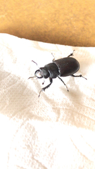 Lucanus mazama