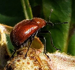 Merhynchites bicolor