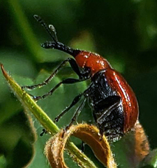 Merhynchites bicolor