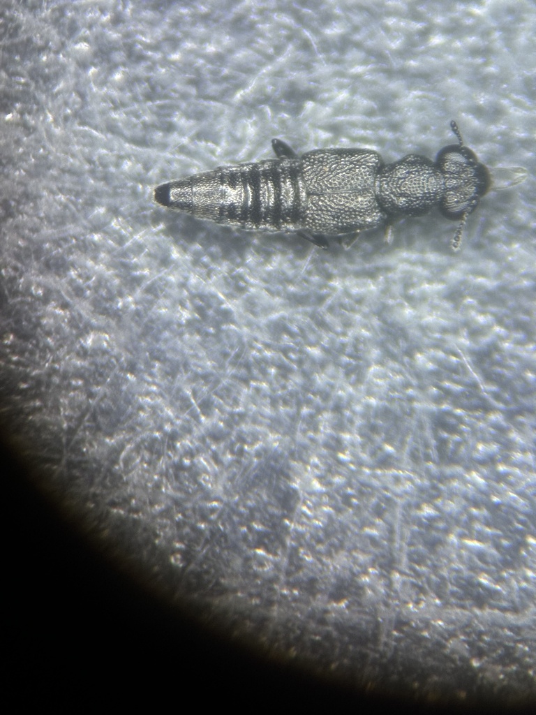 Stenus pusillus