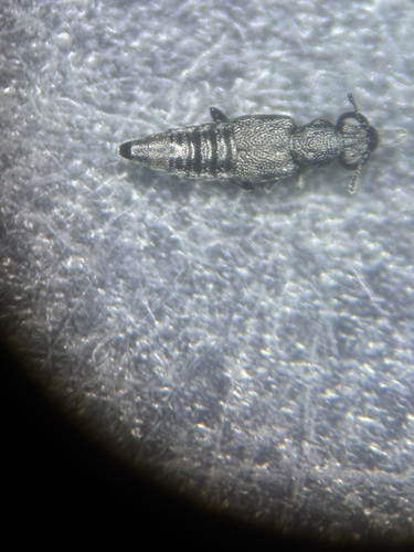 Stenus pusillus