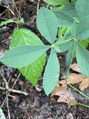 Baptisia bracteata leucophaea