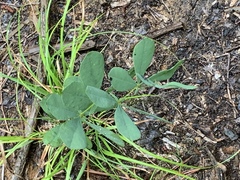 Baptisia bracteata leucophaea