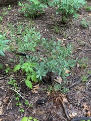 Baptisia bracteata leucophaea