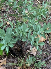 Baptisia bracteata leucophaea