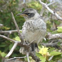 Mimus parvulus bauri