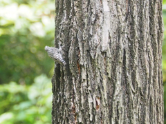 Salpornis salvadori emini