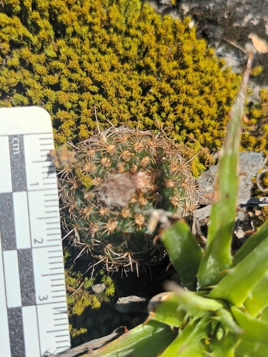 Frailea schilinzkyana