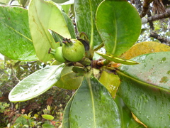 Clusia salvinii