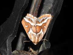 Caripeta angustiorata