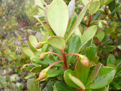 Ternstroemia