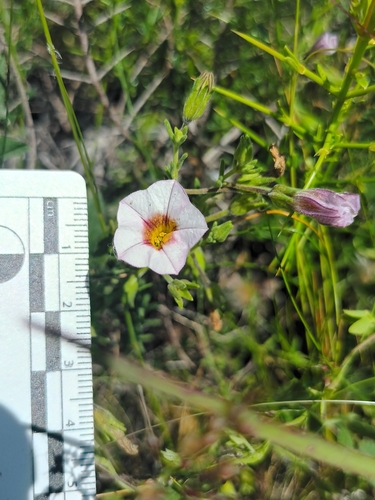 Calibrachoa humilis (Calibrachoa humilis)