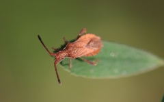 Coriomeris denticulatus