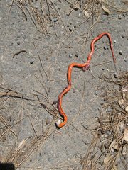 Diadophis punctatus vandenburgii