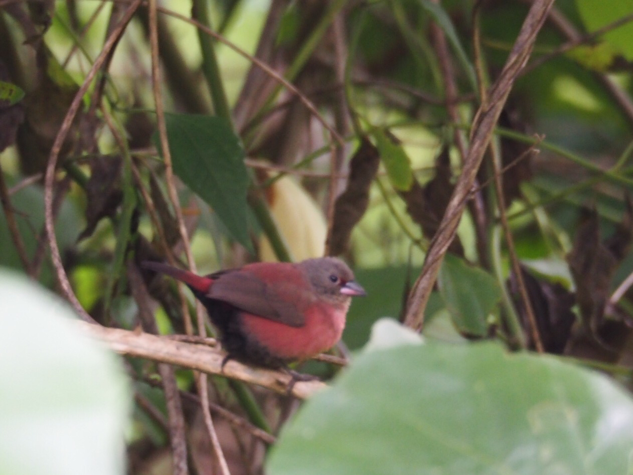 Black-bellied Firefinch (Lagonosticta rara) · iNaturalist