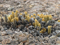 Brachycereus nesioticus