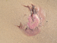 Cyanea versicolor