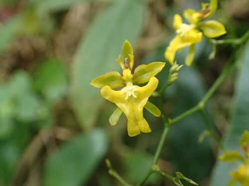 Image of Oncidium ornithorhynchum by (c) JR Ferrer-Paris, some rights reserved (CC BY)